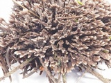 Thelephora palmata image