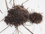 Thelephora palmata image