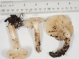 Cuphophyllus virgineus image