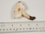 Hygrophorus eburneus image