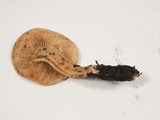 Rhodocybe hondensis image