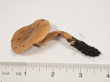 Rhodocybe hondensis image