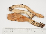 Clavariadelphus occidentalis image