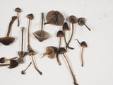 Mycena leptocephala image