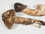 Amanita pachycolea image