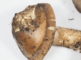 Amanita pachycolea image