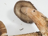 Amanita pachycolea image