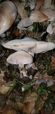 Cortinarius glaucopus image