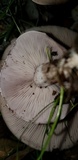 Cortinarius glaucopus image