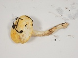 Hygrophorus chrysodon image