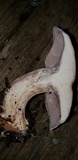 Cortinarius glaucopus image