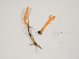 Clavulinopsis laeticolor image