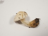 Inocybe insinuata image