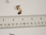 Inocybe insinuata image