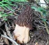 Morchella snyderi image