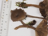 Pseudoclitocybe cyathiformis image