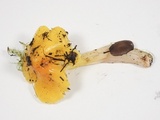 Hygrocybe acutoconica image