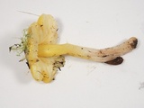 Hygrocybe acutoconica image