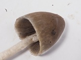 Psathyrella longipes image