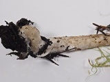 Psathyrella longipes image