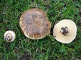 Suillus bellinii image