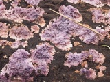 Punctularia atropurpurascens image