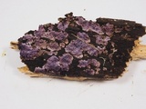 Punctularia atropurpurascens image