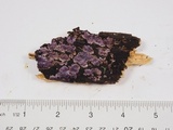 Punctularia atropurpurascens image