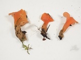 Guepinia helvelloides image