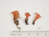 Guepinia helvelloides image