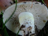 Pholiota brunnescens image