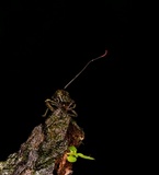 Ophiocordyceps curculionum image