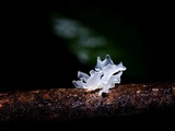 Tremella fuciformis image