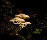 Lentinus concavus image