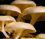 Lentinus concavus image