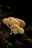 Lentinus concavus image