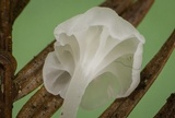 Hemimycena pseudocrispula image