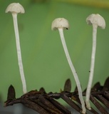 Hemimycena pseudocrispula image