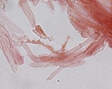 Hemimycena pseudocrispula image