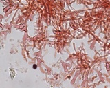 Hemimycena pseudocrispula image