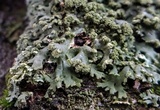 Phaeophyscia rubropulchra image
