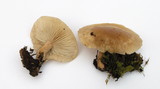 Clitocybe patelliformis image