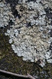 Flavoparmelia baltimorensis image