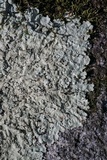 Flavoparmelia baltimorensis image