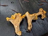 Cantharellus formosus image