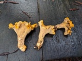 Cantharellus formosus image