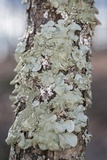 Parmotrema tinctorum image