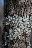 Parmotrema tinctorum image