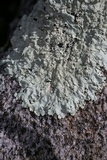 Flavoparmelia baltimorensis image