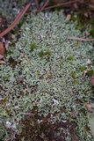 Cladonia petrophila image